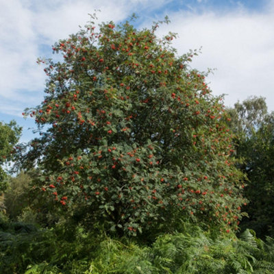 Rowan (Mountain Ash) Sorbus aucuparia - 1 Bare Root Tree White Spring ...