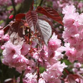 Royal Burgundy Flowering Cherry Blossom Tree Outdoor Prunus 9L Pot 1.2m - 1.5m