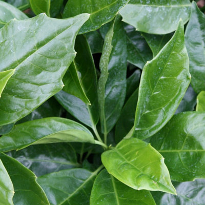 Rozannie Japanese Laurel Shrub Plant Aucuba Japonica 10L Pot 50cm - 60cm