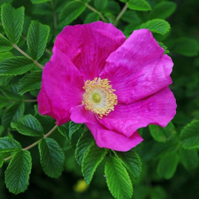 Rubra Rose Bush Pink Flowering Roses Red Japanese Shrub Rose 4L Pot