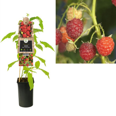 Rubus Idaeus Autumn Bliss, 17cm Pot Size, 75cm Tall, Raspberry, Indoor ...