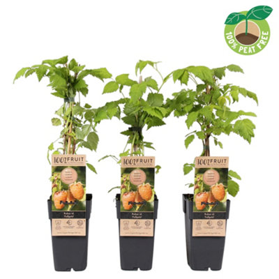 Rubus Idaeus Fallgold, 15cm Pot Size, 50cm Tall, Raspberry, Indoor ...