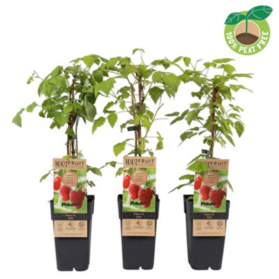 ovata jade plant Jade Plant - Friendship Plant