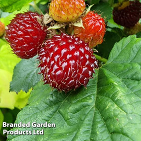 Rubus (Raspberry Tree) Hararasp 5 Litre Potted Plant x 2 -  Grow Your Own Fruit