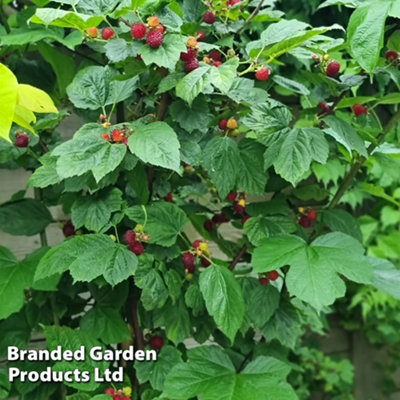 Rubus (Raspberry Tree) Hararasp 5 Litre Potted Plantted Plant x 1 -  Grow Your Own Fruit