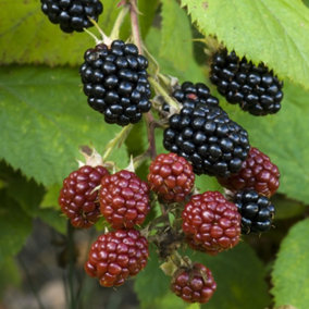 Rubus Thornless Evergreen - Hardy Fruit Shrub, Blackberry Fruits, Low Maintenance (20-30cm Height Including Pot)