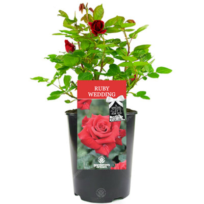 Ruby Wedding 40th Anniversary Red Rose - Outdoor Plant, Ideal for Gardens, Compact Size