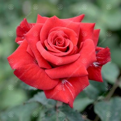 Ruby Wedding 40th Anniversary Red Rose - Outdoor Plant, Ideal for Gardens, Compact Size