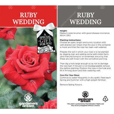 Ruby Wedding 40th Anniversary Red Rose - Outdoor Plant, Ideal for Gardens, Compact Size