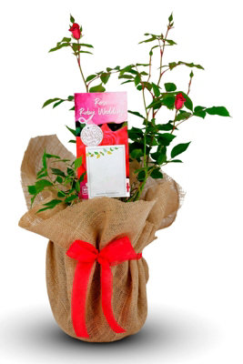 Ruby Wedding Rose Bush Gift Wrapped - 40th Wedding Anniversary Plant