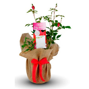 Ruby Wedding Rose Bush Gift Wrapped - 40th Wedding Anniversary Plant
