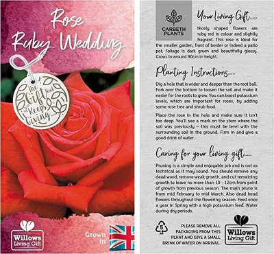 Ruby Wedding Rose Bush Gift Wrapped - 40th Wedding Anniversary Plant - 4