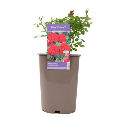 Ruby Wishes Rose Bush 55L Pot Compact Patio Rose with Rich Red Blooms ...