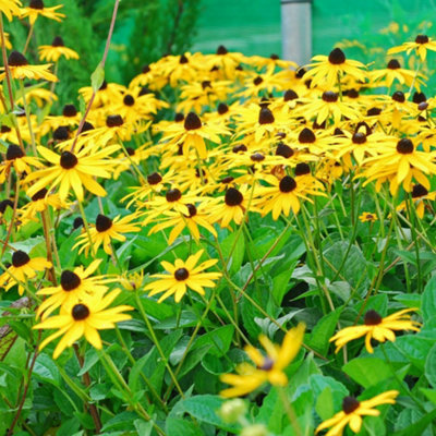 Rudbeckia fulgida Goldstrum 12 Bare Root Plants
