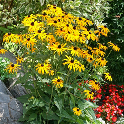 rudbeckia-goldsturm-24-plugs-bedding-plants