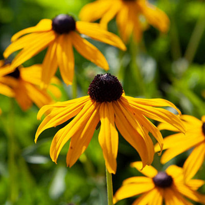 Rudbeckia 'Goldsturm' in a 9cm Pot (Pack of 3)