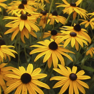 Rudbeckia 'Goldsturm' in a 9cm Pot (Pack of 3)