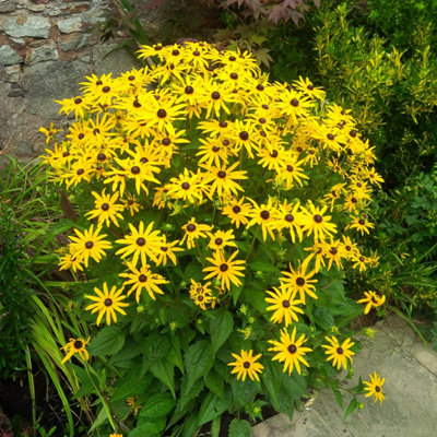 Rudbeckia 'Goldsturm' in a 9cm Pot (Pack of 3) - 3