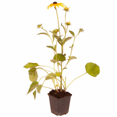 Rudbeckia 'Goldsturm' in a 9cm Pot (Pack of 3) - 4