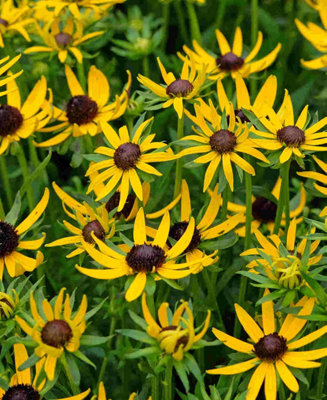 Rudbeckia Little Suzy - 3 X 9cm Pots