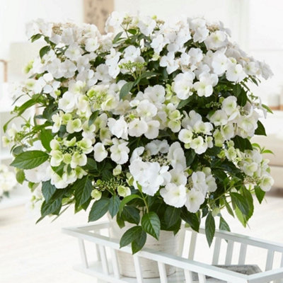 Runaway Bride Snow White Garland Hydrangea Shrub Plant Hydrangea 2L Pot