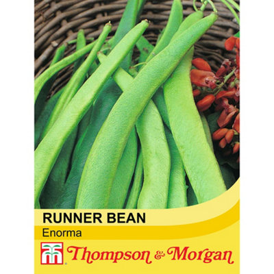 Runner Bean Enorma 1 Seed Packet (40 Seeds)