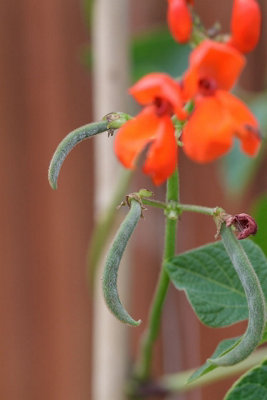 Runner Bean Enorma Vegetable Seeds (Approx. 9 seeds) by Jamieson Brothers - 3