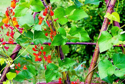 Runner Bean Enorma Vegetable Seeds (Approx. 9 seeds) by Jamieson Brothers - 4