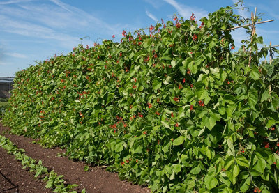 Runner Bean Enorma Vegetable Seeds (Approx. 9 seeds) by Jamieson Brothers - 5