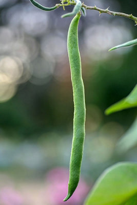 Runner Bean Enorma Vegetable Seeds (Approx. 9 seeds) by Jamieson Brothers - 7