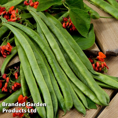 Runner Bean Scarlet Empire 1 Seed Packet (30 Seeds)