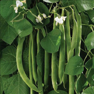 Runner Bean White Lady 1 Seed Packet