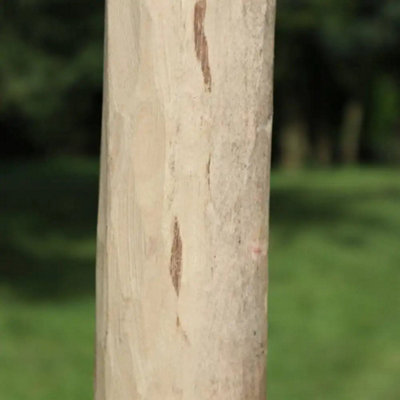 Rustic Chestnut Fence Posts 240CM