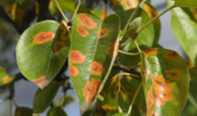 How to identify, treat & prevent plant diseases at B&Q
