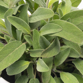Sage Garden Plant - Aromatic Perennial, Compact Size (15-20cm Height Including Pot)