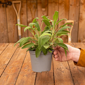 Sage Herb Plant - Depth of Flavour, Common Sage, Aromatic Herb (5-15cm Height Including Pot)
