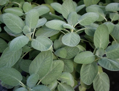 Sage Herb Plant in 14cm Pot - Broad Leafed Variety for Culinary Use