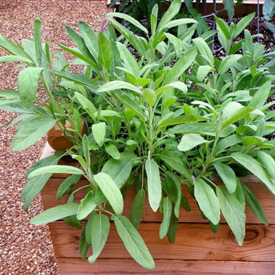 Variegated Sage Plant - 3" Pot Live Culinary Herb, Green & Cream Leaves, Full Sun