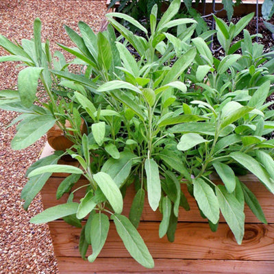 Sage Herb Plant in 14cm Pot - Broad Leafed Variety for Culinary Use