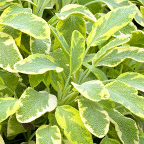 Sage Variegated Garden Plant - Aromatic Perennial, Compact Size (15-20cm Height Including Pot)
