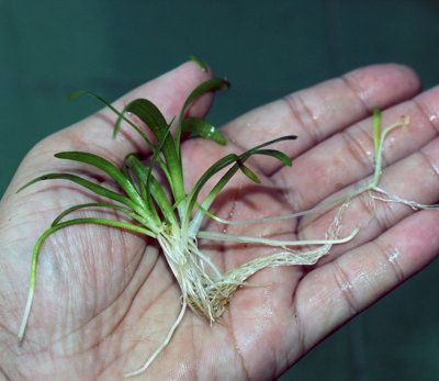 Sagittaria subulata - Live Aquarium Plant Freshwater Tank Oxygenating ...