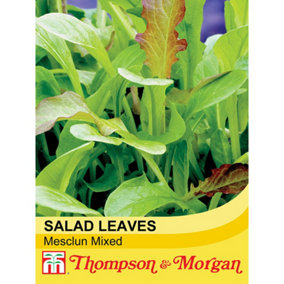 Salad Leaves Mesclum Mixed 1 Seed Packet (500 Seeds)