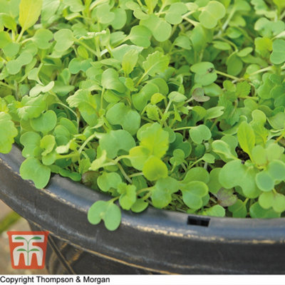 Salad Leaves Stir Fry Mix 1 Seed Packet (500 Seeds)