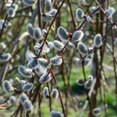 Salix caprea 'Kilmarnock' / Weeping PussyWillow 3-4ft Tall in 5L Pot Stunnig Weeping Variety 3FATPIGS