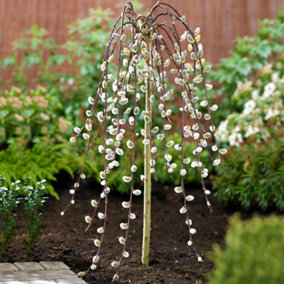 Salix Caprea Pendula Patio Tree - Stunning Variety, Ideal for UK Gardens, Compact Size (1-2ft)