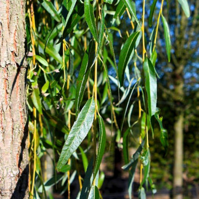 Salix Chrysocoma Tree - Cascading Yellow Branches, Hardy (5-6ft)