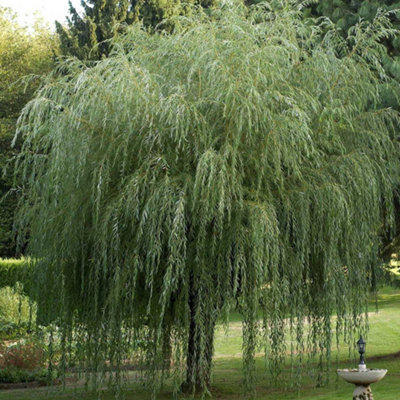 Salix Chrysocoma Tree - Cascading Yellow Branches, Hardy (5-6ft)