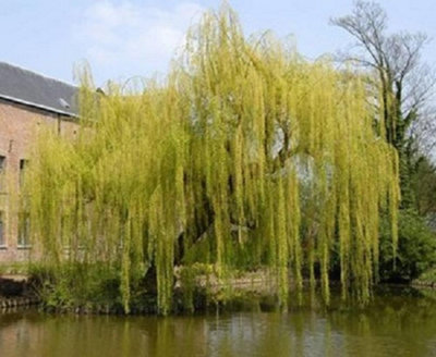 Salix Chrysocoma Weeping Willow Tree 6ft Tall Large Specimen Supplied in a 12 Litre Pot by Directplants