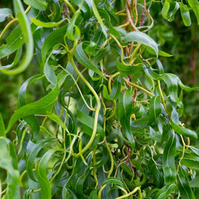 5-6ft Weeping Willow 