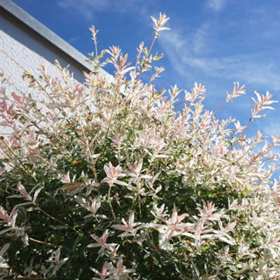 Salix Flamingo Bush in a 3L Pot - 4